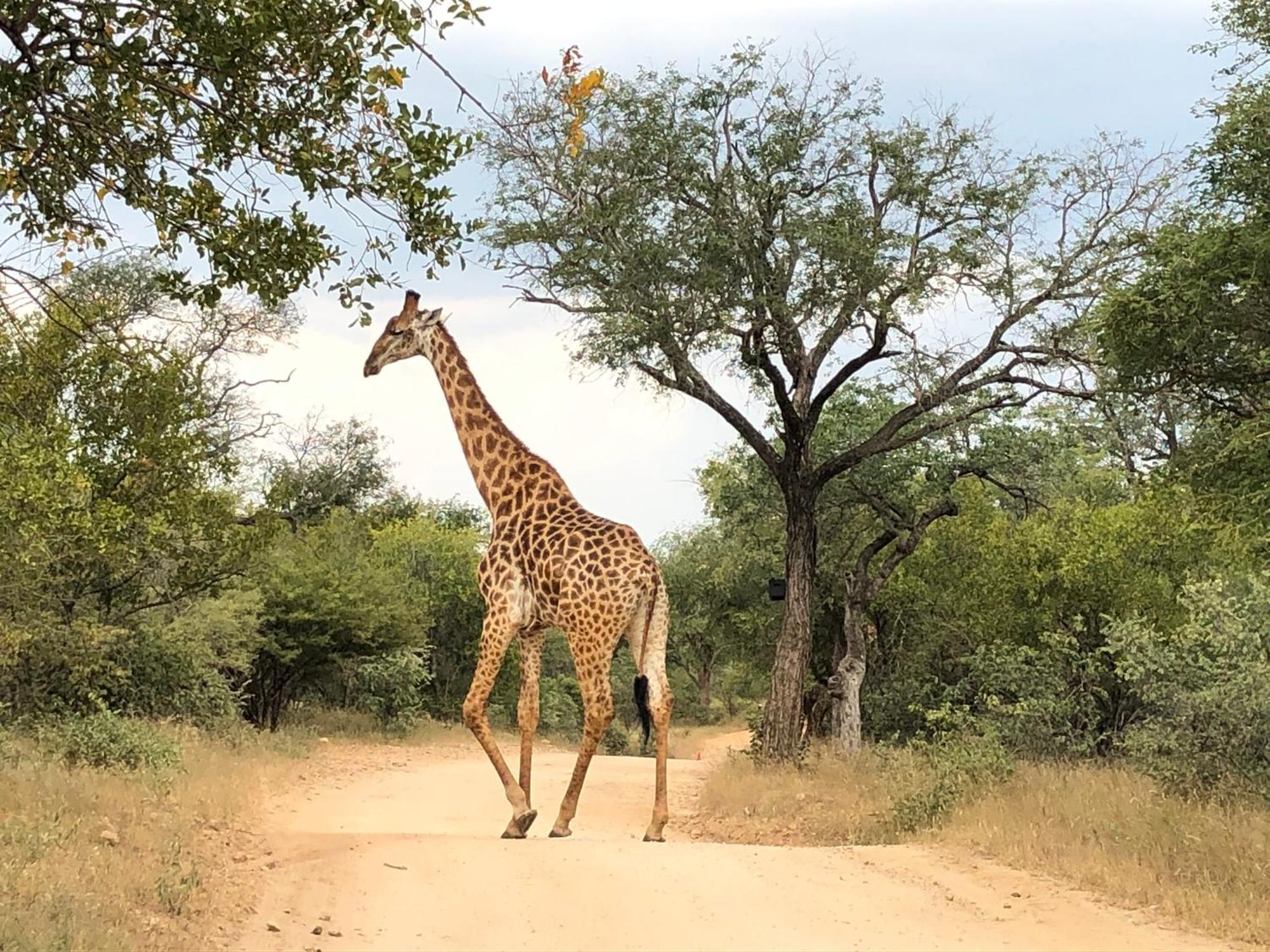 Lodge 54 Hoedspruit Kültér fotó